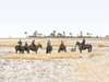 Camp Kalahari - Horse Riding1